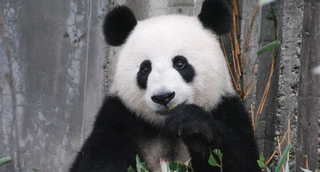 panda voie d'extinction