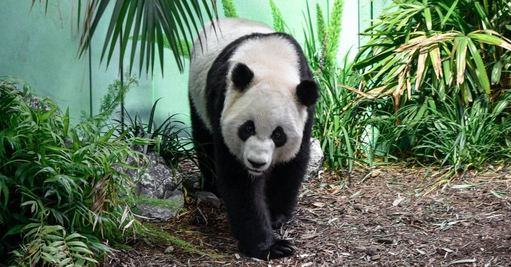 panda en disparition
