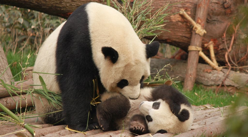 panda mignon