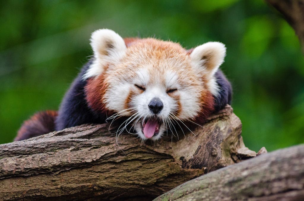 panda roux