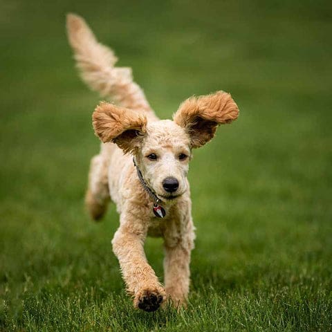 Le caniche chien si vif et si intelligent, que l'on utilise pour la reproduction avec des labradors ou des bergers australien