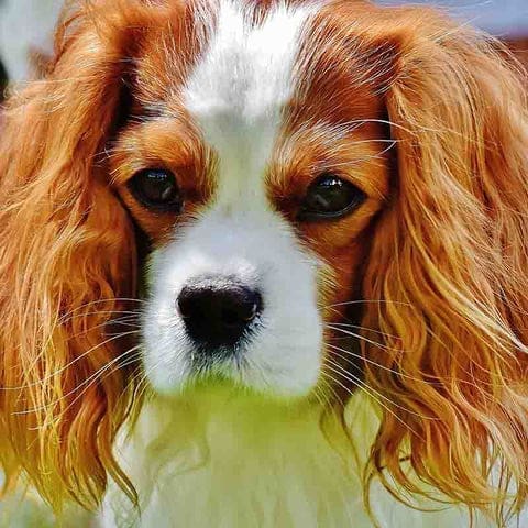 Cavalier King Charles petits par sa taille mais grand par sa fidélité