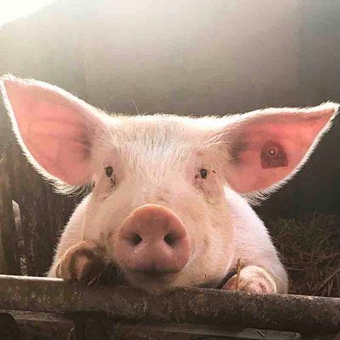 Les cochons si doux et si délicieux