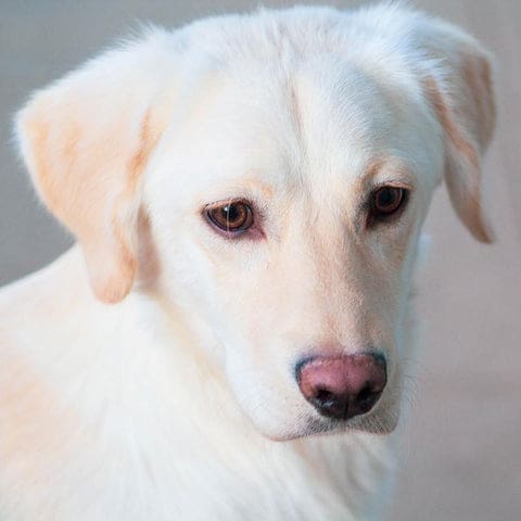 Golden retriever tellement mignon quand ils sont petits et tellement gentil quand ils sont plus grands.