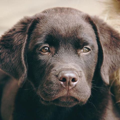 Labrador, tellement sympa comme chien,agréable, mais attention il adore manger
